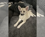 Small #127 Pomsky
