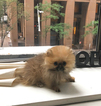 Small Photo #1 Pomeranian Puppy For Sale in NEW YORK, NY, USA