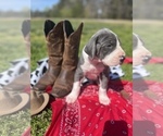Small Photo #5 Great Dane Puppy For Sale in BESSEMER CITY, NC, USA