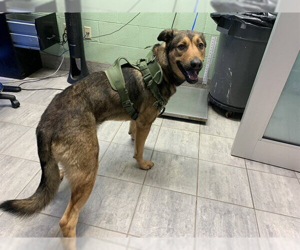 Medium Photo #1 German Shepherd Dog-Unknown Mix Puppy For Sale in Grand Prairie, TX, USA