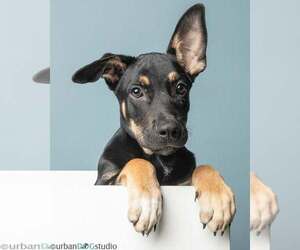 Mutt Dogs for adoption in Tampa, FL, USA