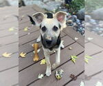 Small #4 Poodle (Miniature) Mix