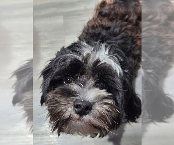 Medium Photo #4 Shih Tzu-Unknown Mix Puppy For Sale in Oak Bluffs, MA, USA