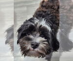 Small #3 Shih Tzu Mix