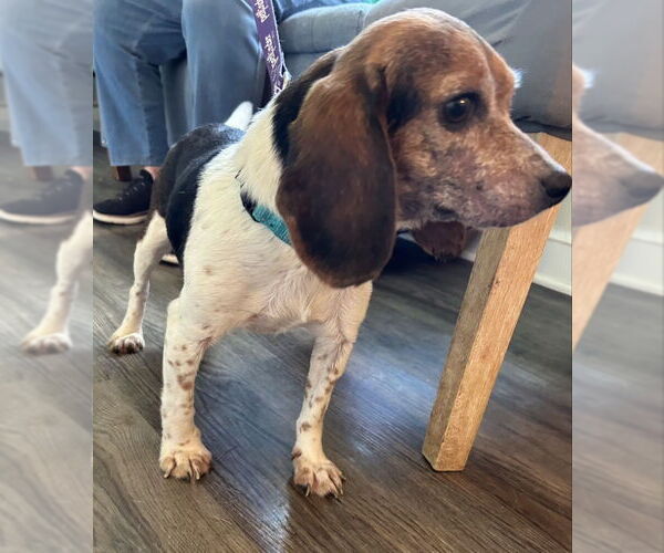 Medium Photo #2 Beagle Puppy For Sale in Fairfax, VA, USA