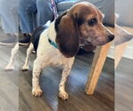 Small #1 Beagle