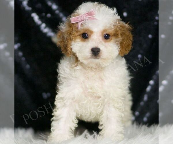 Medium Photo #3 Poodle (Toy) Puppy For Sale in WARSAW, IN, USA