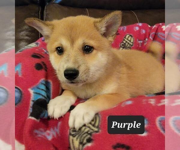 Medium Photo #1 Imo-Inu Puppy For Sale in BERESFORD, SD, USA