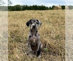 Small Photo #5 Great Dane Puppy For Sale in GILLETT, PA, USA