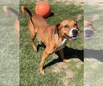DOTTIE - Female Mutt Dog for Adoption - Small photo
