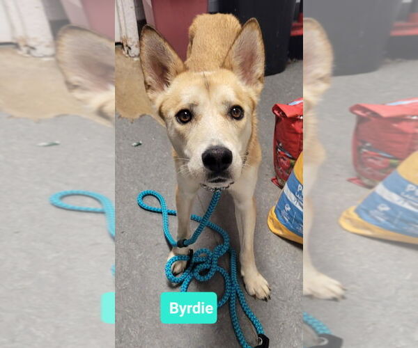 Medium Photo #2 Carolina Dog-Huskies  Mix Puppy For Sale in Richmond, IN, USA