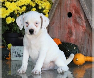 Puggle Puppy for sale in FREDERICKSBG, OH, USA