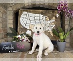 Small Photo #19 German Shepherd Dog Puppy For Sale in GARDEN CITY, TX, USA