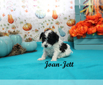 Small #10 Poodle (Toy)