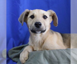 Retriever -Unknown Mix Dogs for adoption in Minneapolis, MN, USA