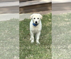 Ruby - Female German Shepherd Dog-Great Pyrenees Mix Dog for Adoption - Photo #10