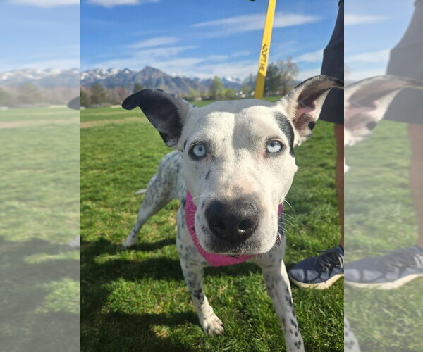 Medium Photo #1 Mutt Puppy For Sale in Salt Lake City, UT, USA