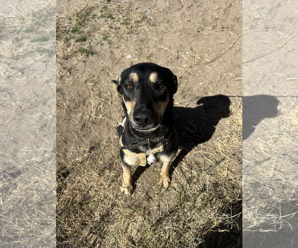 Medium Photo #5 German Shepherd Dog-Unknown Mix Puppy For Sale in Williamsburg, NM, USA
