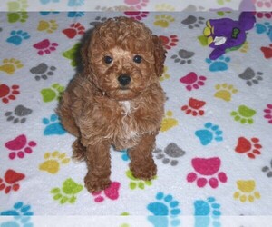 Poodle (Miniature) Puppy for sale in ORO VALLEY, AZ, USA