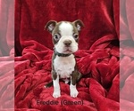 Puppy FREDDIE Htr Gr Boston Terrier