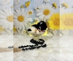 Small #9 ShihPoo