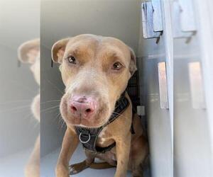 American Pit Bull Terrier Dogs for adoption in Houston, TX, USA