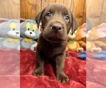 Small #10 Labrador Retriever