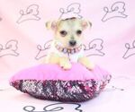 Small Photo #2 Chihuahua Puppy For Sale in LAS VEGAS, NV, USA