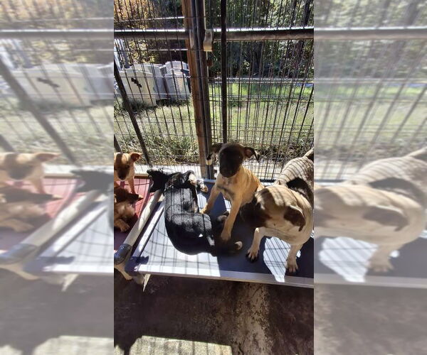 Medium Photo #12 Pug Puppy For Sale in Sebec, ME, USA