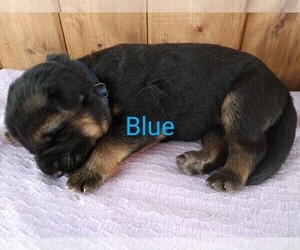 German Shepherd Dog Puppy for sale in SILVERTON, OR, USA