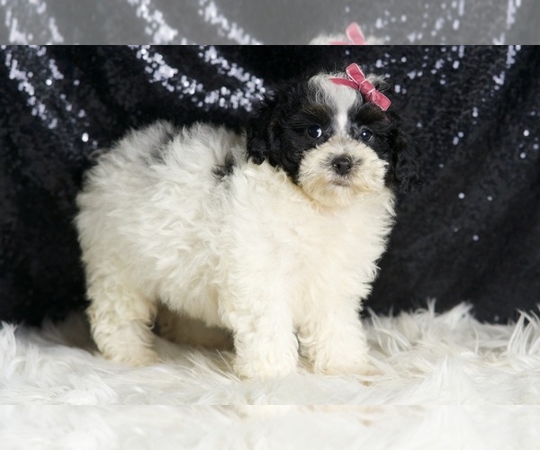 Medium Photo #4 Poodle (Miniature) Puppy For Sale in WARSAW, IN, USA