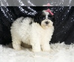 Small #3 Poodle (Miniature)