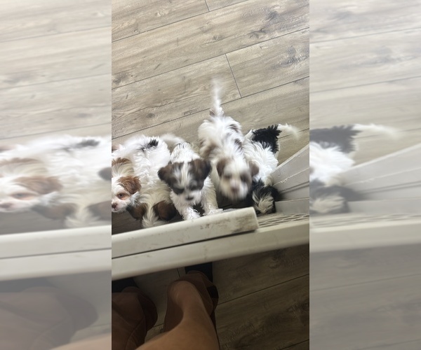 Medium Photo #13 Mal-Shi Puppy For Sale in CAPE CORAL, FL, USA