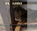 Puppy Florence Alaskan Husky-German Shepherd Dog Mix