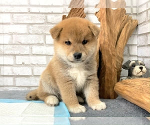 Shiba Inu Puppy for sale in SAN JOSE, CA, USA