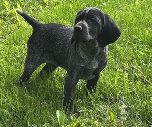 German Shorthaired Pointer Puppy for Sale in STATE COLLEGE, Pennsylvania USA