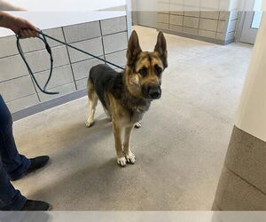 German Shepherd Dog Dogs for adoption in Chandler, AZ, USA