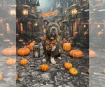 Small #3 American Pit Bull Terrier
