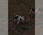 Small Photo #17 Bulldog Puppy For Sale in TUNNEL HILL, GA, USA