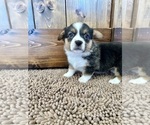Small Photo #16 Pembroke Welsh Corgi Puppy For Sale in ROCK VALLEY, IA, USA