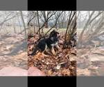 Small Photo #2 German Shepherd Dog Puppy For Sale in INDIANAPOLIS, IN, USA