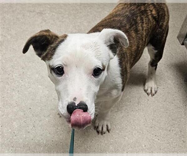 Medium Photo #1 American Staffordshire Terrier-Dachshund Mix Puppy For Sale in Bakersfield, CA, USA