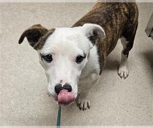 American Staffordshire Terrier-Dachshund Mix Dogs for adoption in Bakersfield, CA, USA
