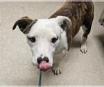 Small American Staffordshire Terrier-Dachshund Mix