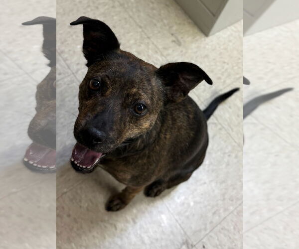 Medium Photo #4 Mutt Puppy For Sale in Jefferson, WI, USA