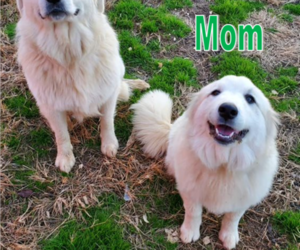 Mother of the Great Pyrenees puppies born on 04/19/2022