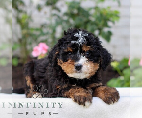 Medium Photo #1 Bernedoodle (Miniature) Puppy For Sale in LITITZ, PA, USA