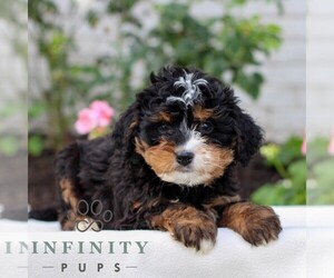 Bernedoodle (Miniature) Puppy for sale in LITITZ, PA, USA