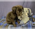 Small Labrador Retriever Mix