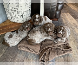 Wirehaired Pointing Griffon Puppy for sale in CORA, WY, USA